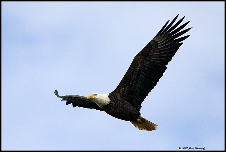 _0SB9740 american bald eagle.jpg
